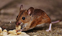 24 Hour & Emergency Exterminators in Deer Park, MO